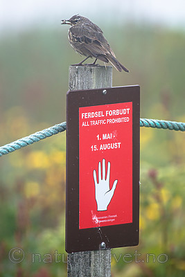 BB 15 0528 / Anthus petrosus / Skjærpiplerke
